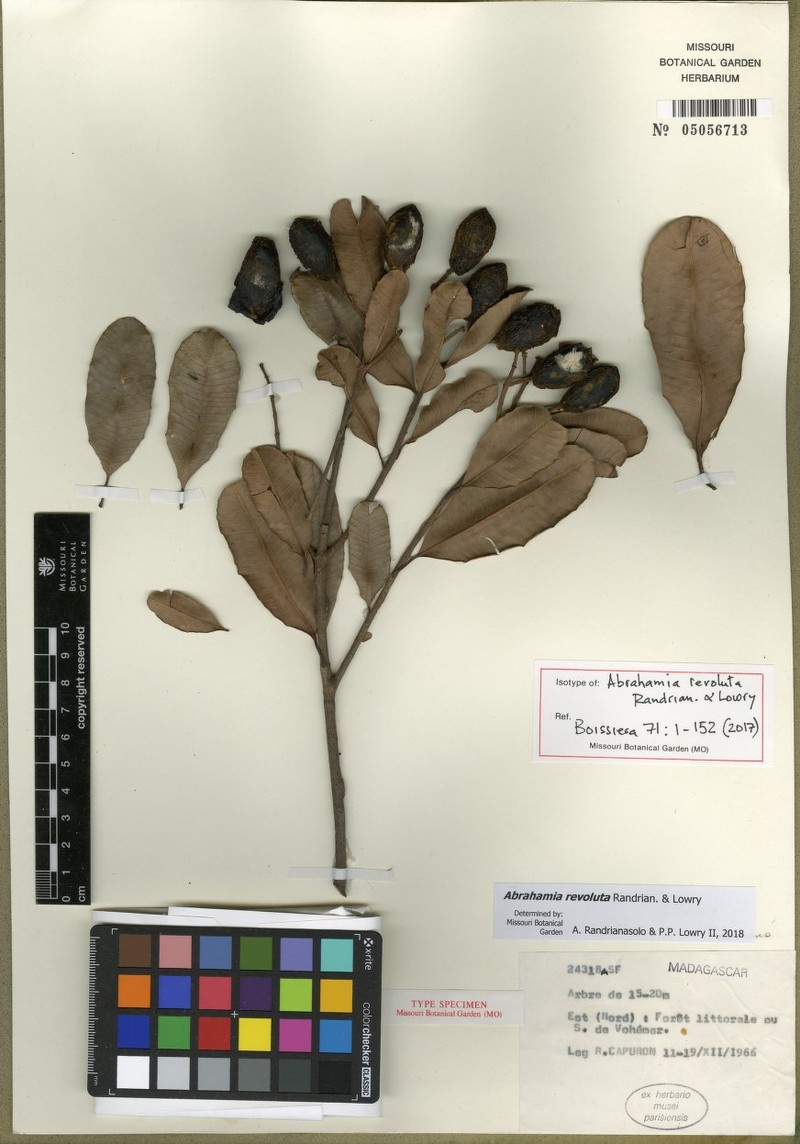 Abrahamia revoluta photo 2