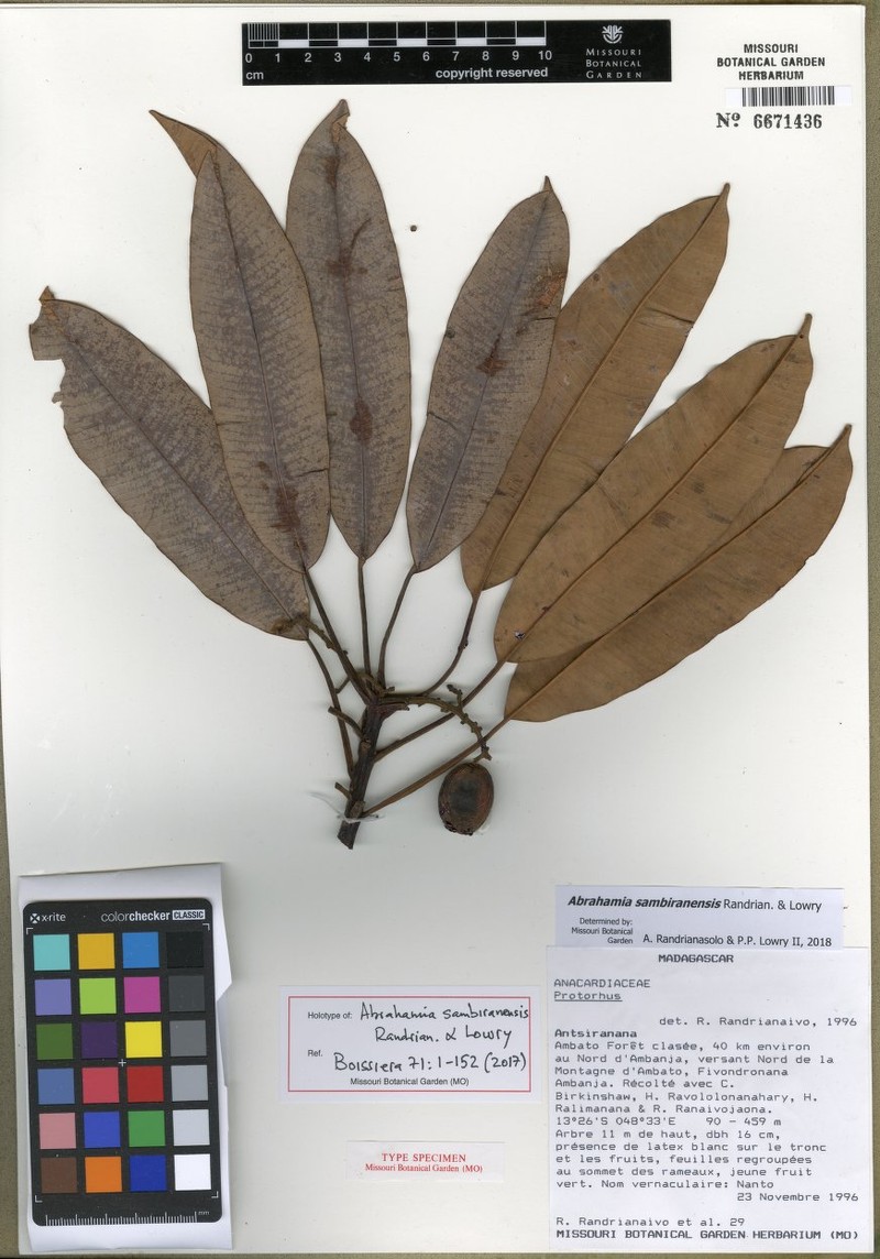 Abrahamia sambiranensis photo 2
