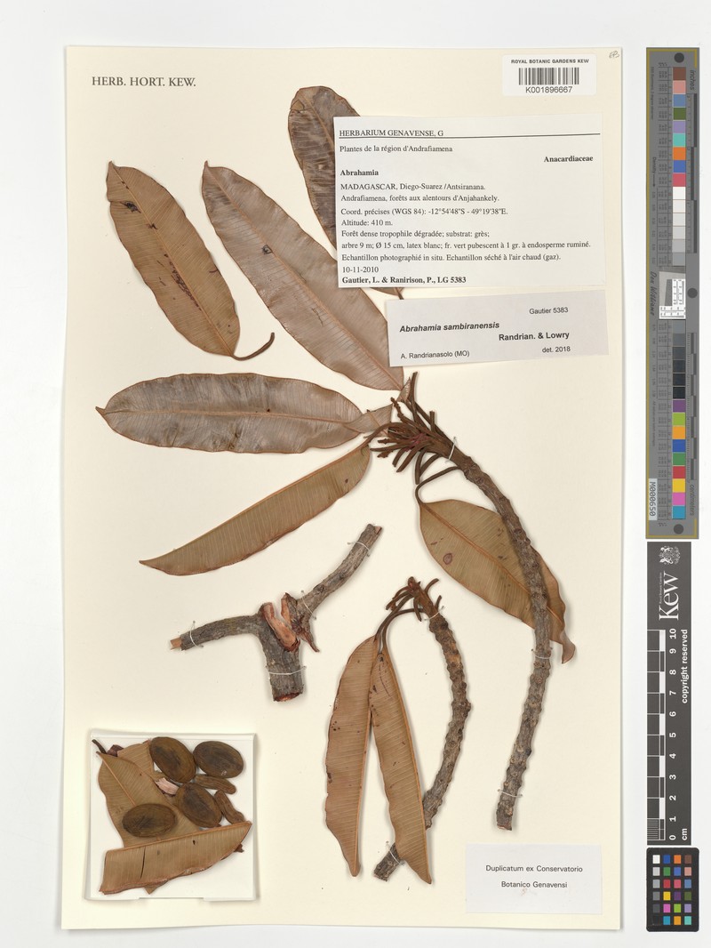 Abrahamia sambiranensis