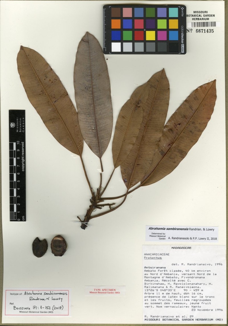 Abrahamia sambiranensis photo 2