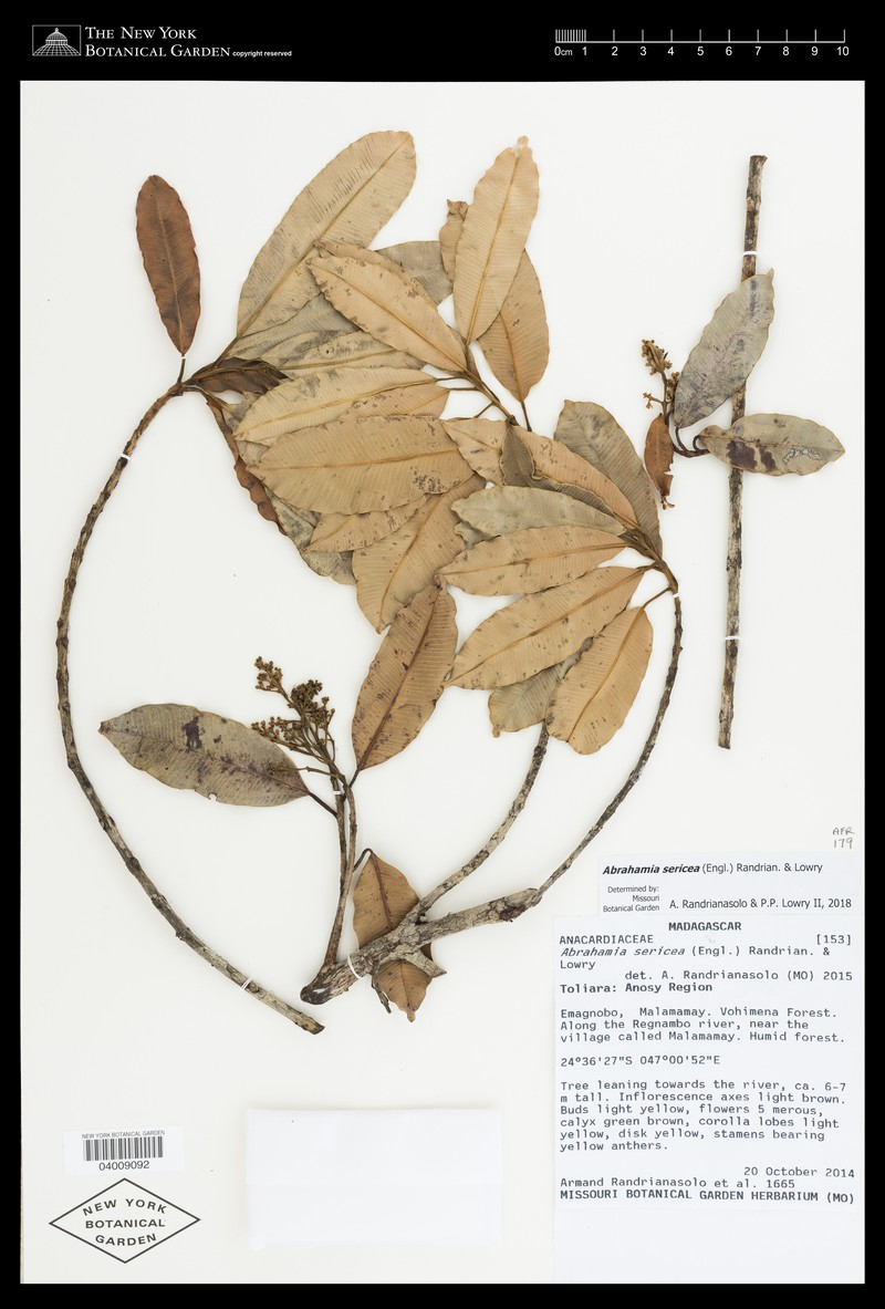 Abrahamia sericea