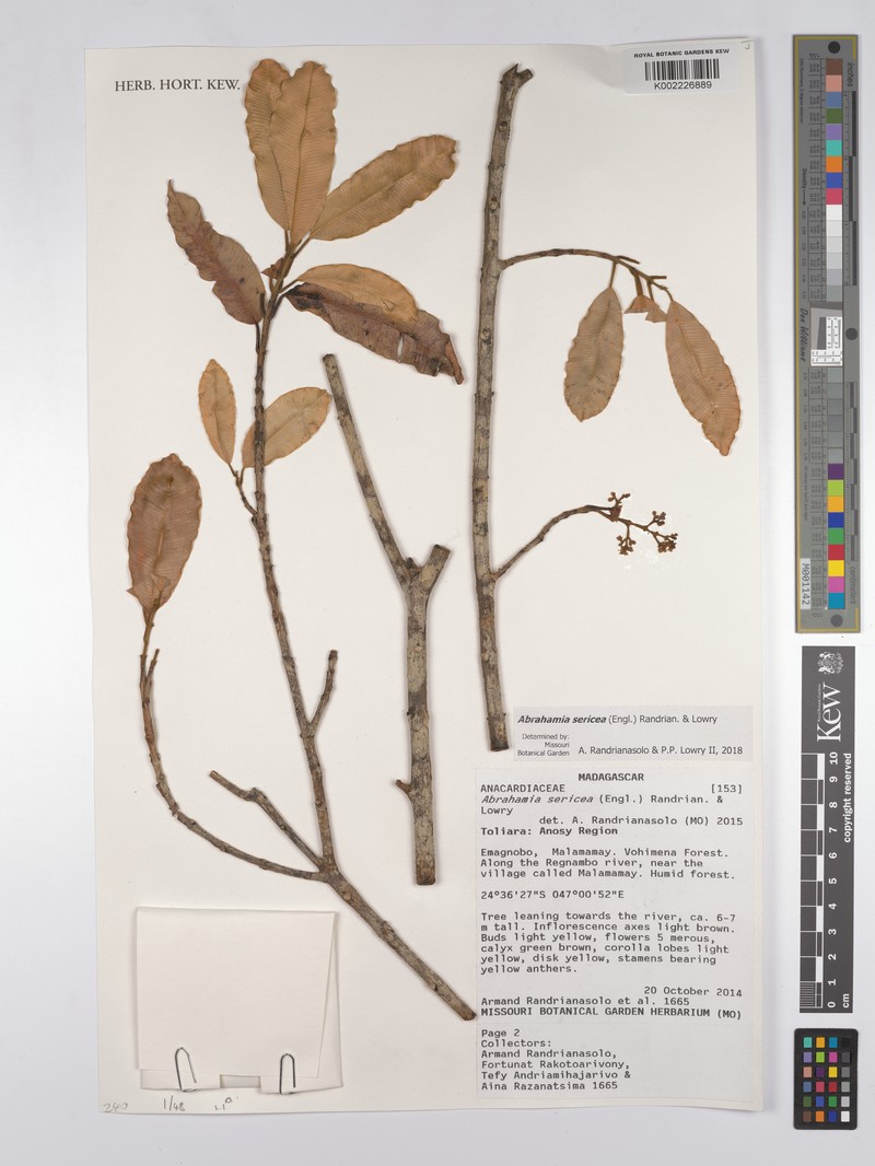 Abrahamia sericea photo 2