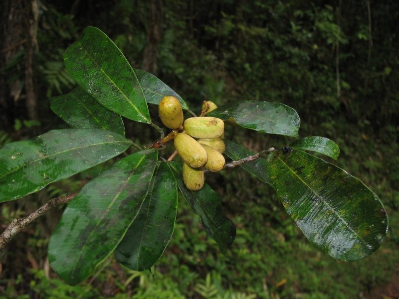 Abrahamia sericea photo 3