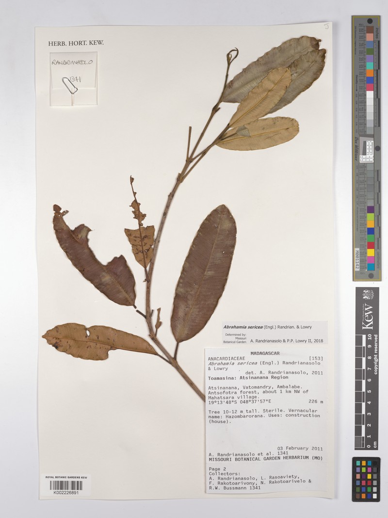 Abrahamia sericea photo 4