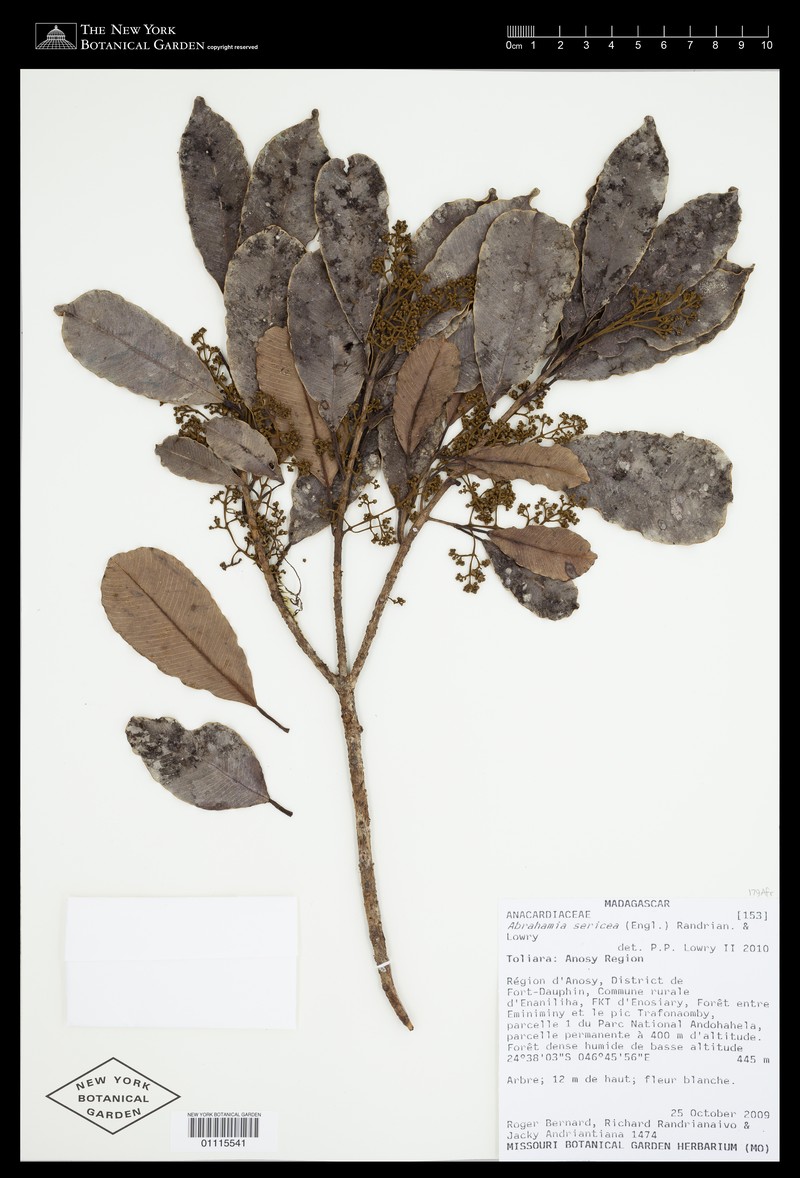 Abrahamia sericea photo 5