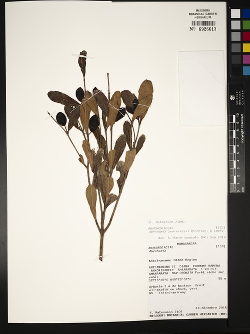 Abrahamia suarezensis photo 3