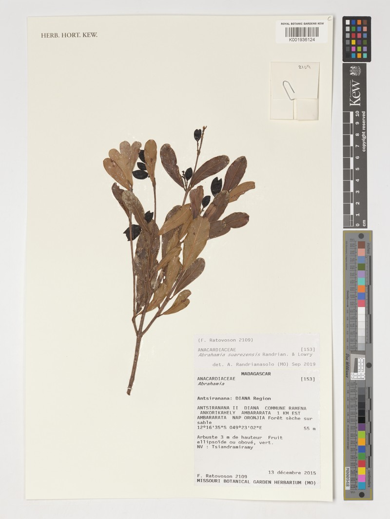 Abrahamia suarezensis