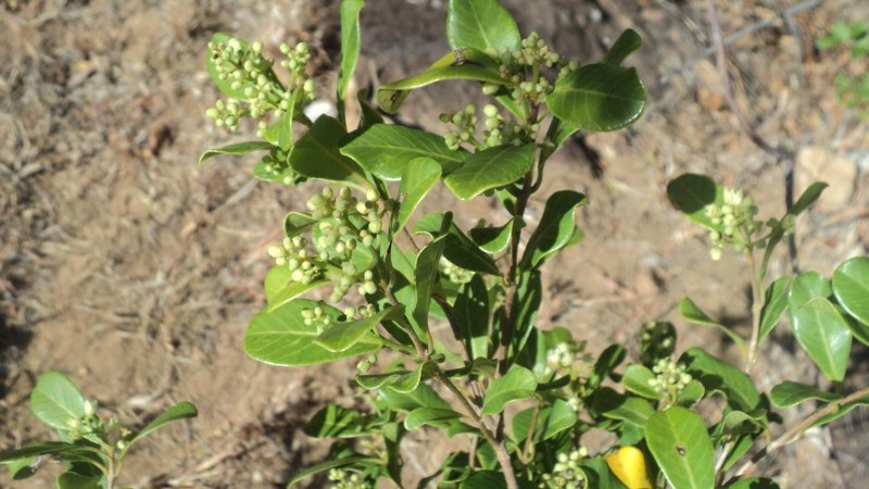Abrahamia suarezensis photo 2