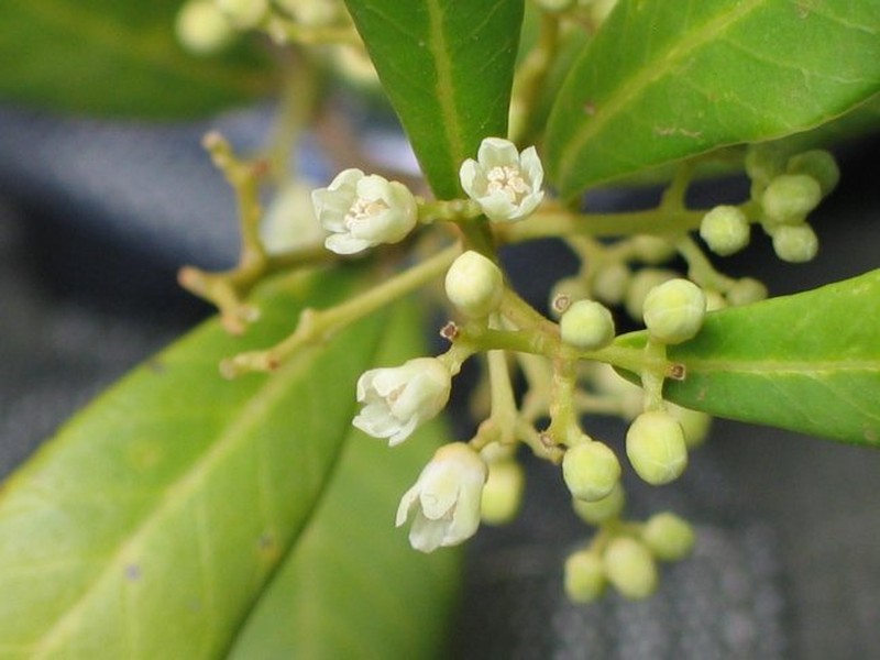 Abrahamia suarezensis photo 3