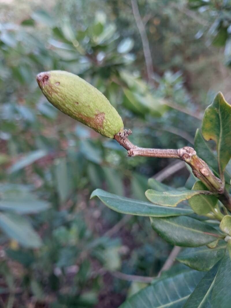 Abrahamia thouvenotii photo 3