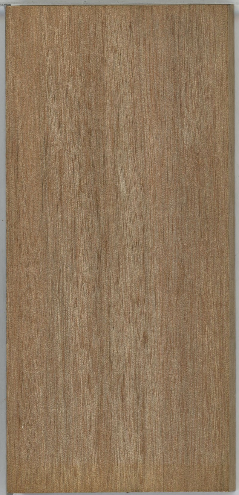 Abrahamia thouvenotii