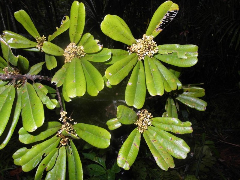 Abrahamia thouvenotii