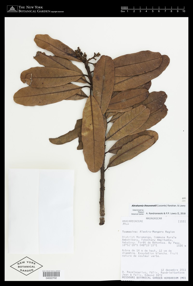 Abrahamia thouvenotii photo 2