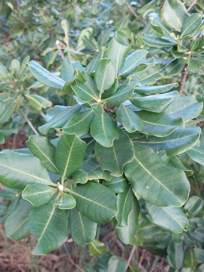 Abrahamia thouvenotii photo 3
