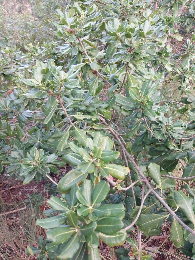 Abrahamia thouvenotii photo 4