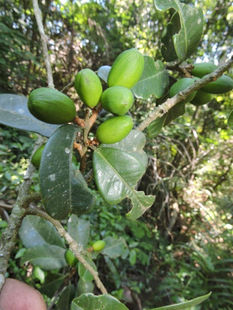 Abrahamia turkii