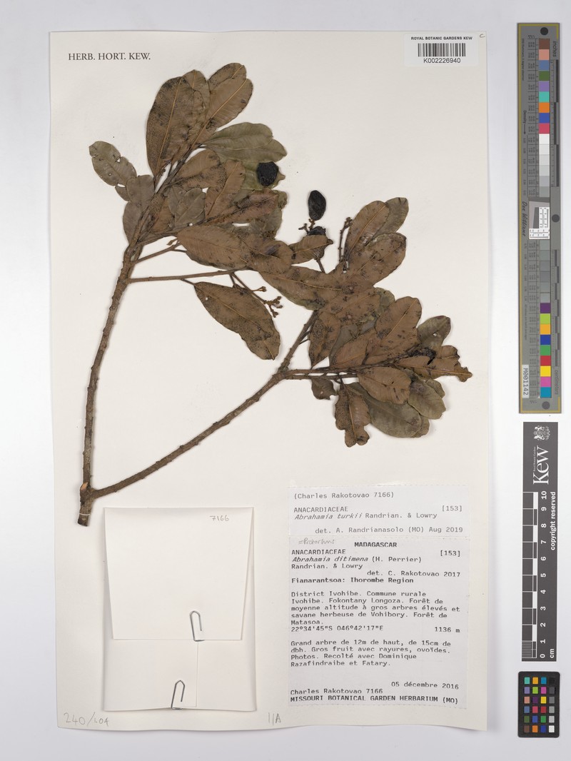 Abrahamia turkii photo 2