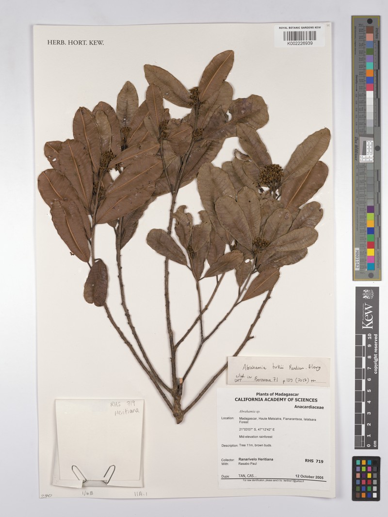 Abrahamia turkii photo 3