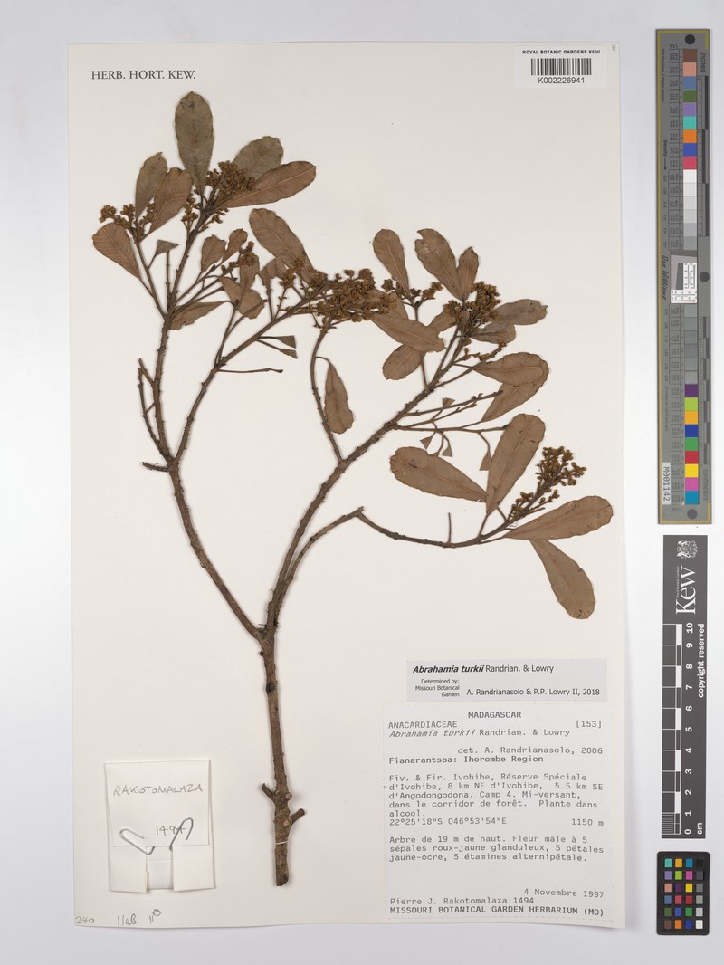 Abrahamia turkii photo 4