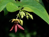 Devil's-Cotton