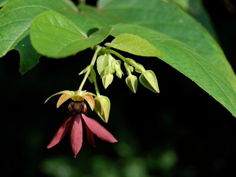 Devil's-Cotton