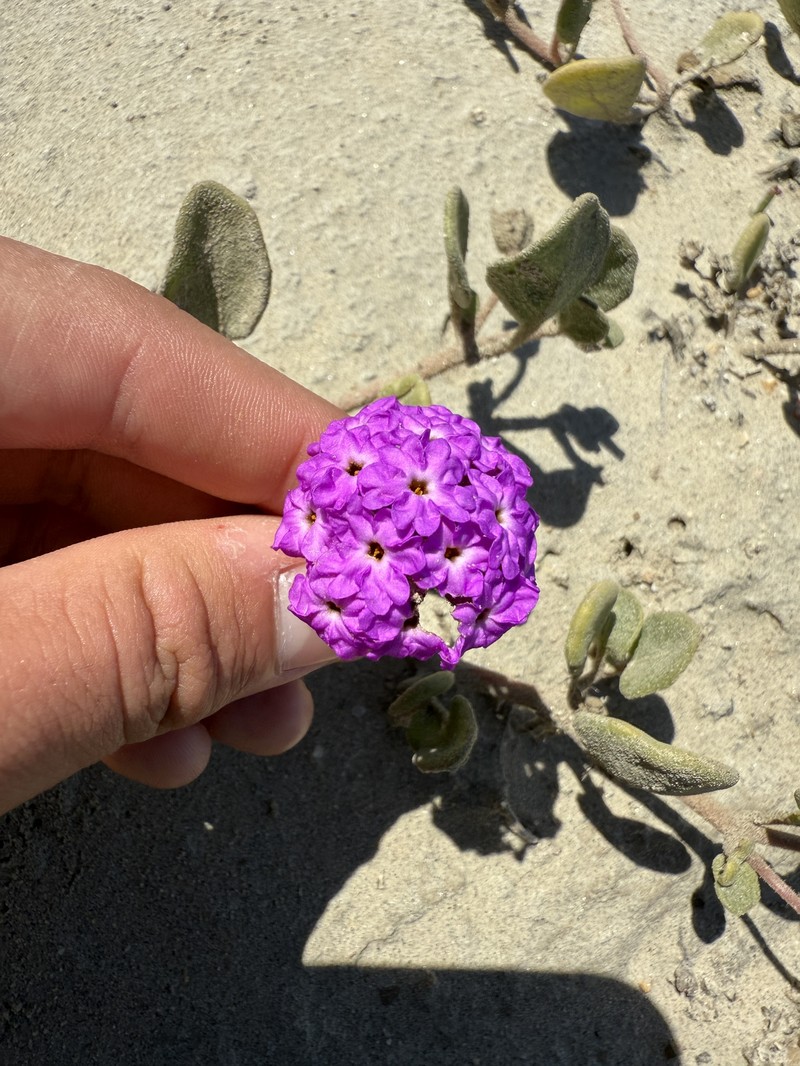Island Sand Verbena photo 8