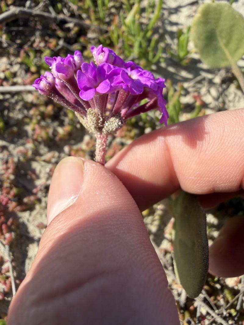 Beach Sand Verbena
