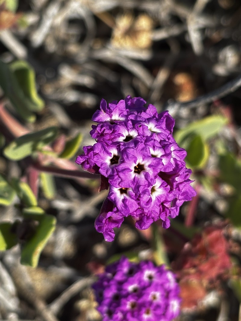 Beach Sand Verbena photo 2