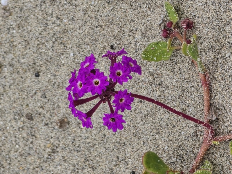 Beach Sand Verbena photo 3