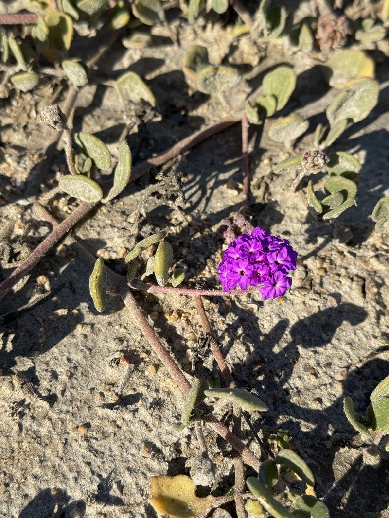 Beach Sand Verbena photo 4