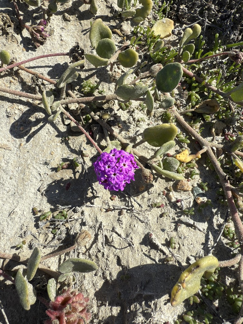 Beach Sand Verbena photo 5