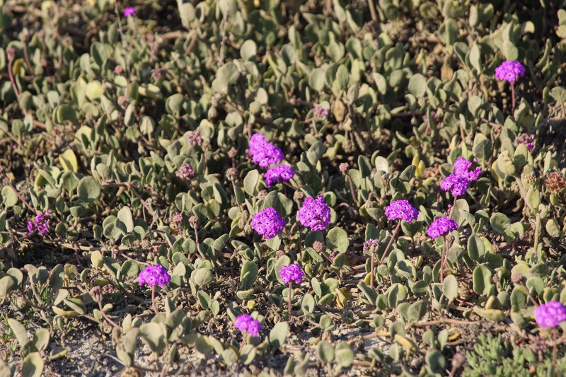 Beach Sand Verbena photo 6