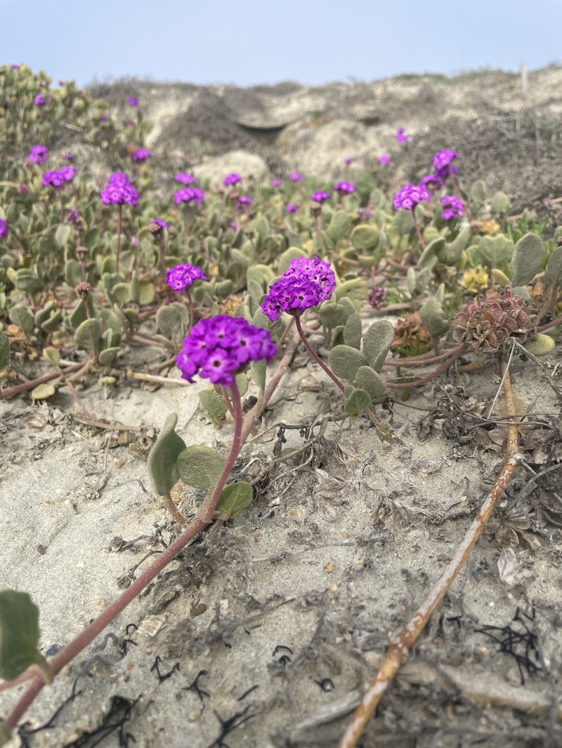 Beach Sand Verbena photo 7