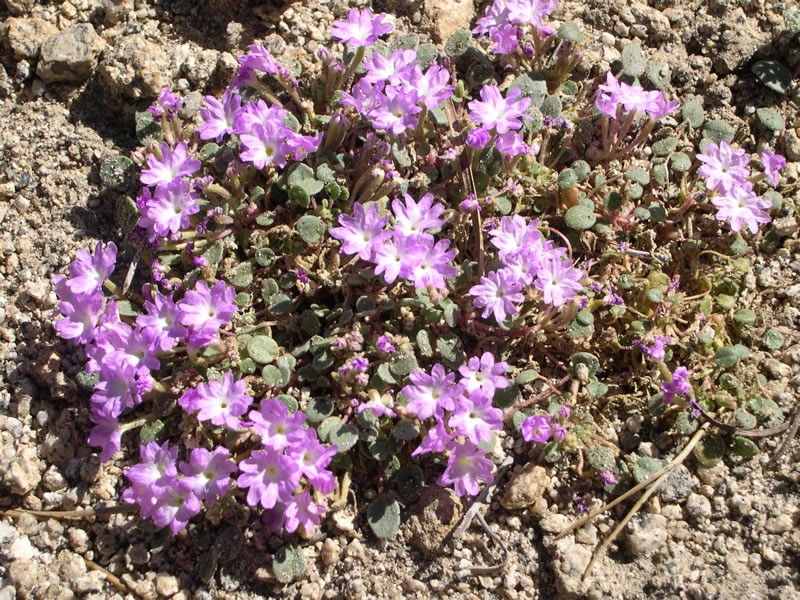 Ramshaw Meadows Sand Verbena