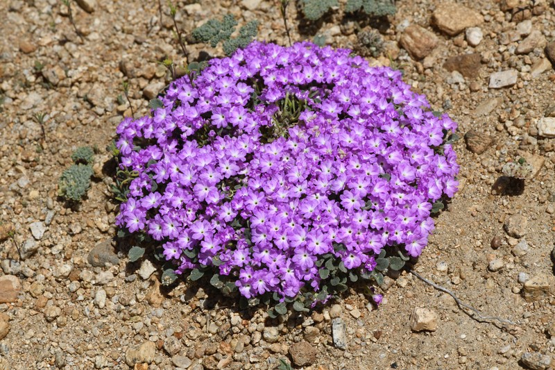 Ramshaw Meadows Sand Verbena photo 2