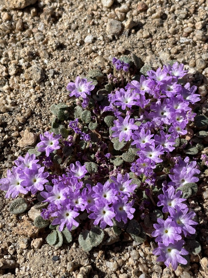 Ramshaw Meadows Sand Verbena photo 3