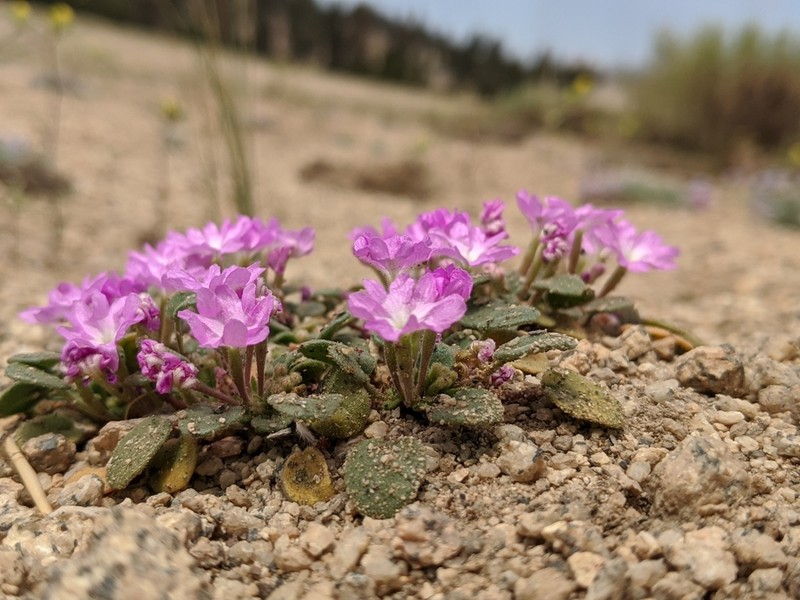 Ramshaw Meadows Sand Verbena photo 4