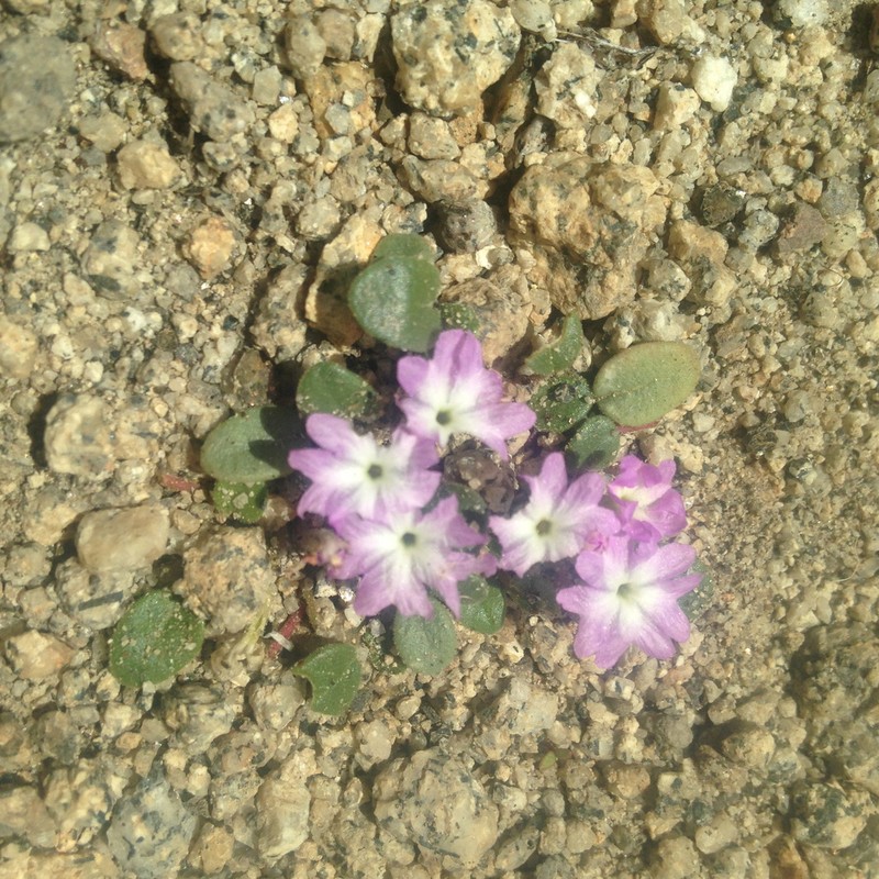 Ramshaw Meadows Sand Verbena photo 5