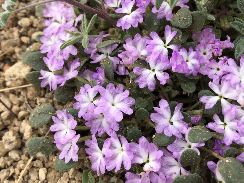 Ramshaw Meadows Sand Verbena photo 6