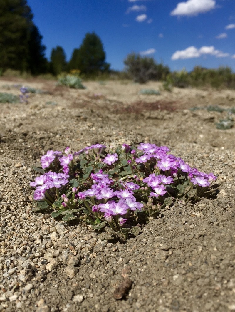 Ramshaw Meadows Sand Verbena photo 7
