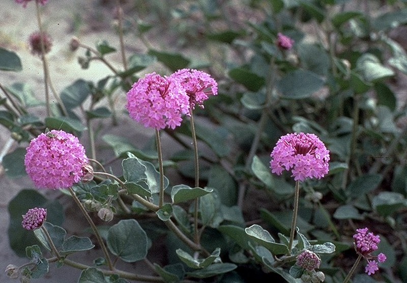Amelia's Sand Verbena