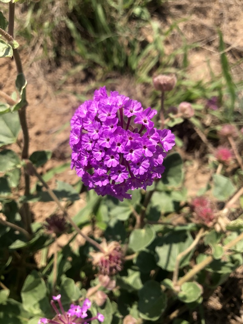 Amelia's Sand Verbena photo 2