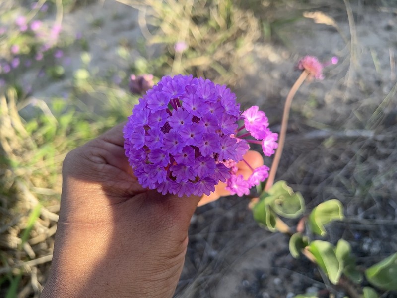 Amelia's Sand Verbena photo 3