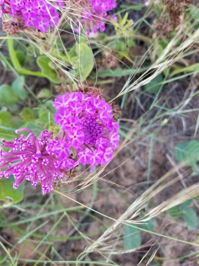Amelia's Sand Verbena photo 4