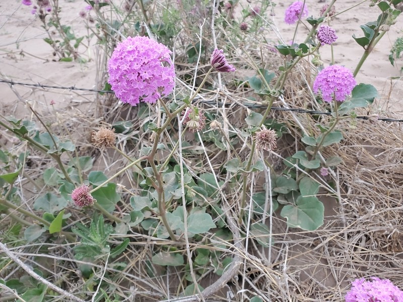 Amelia's Sand Verbena photo 5