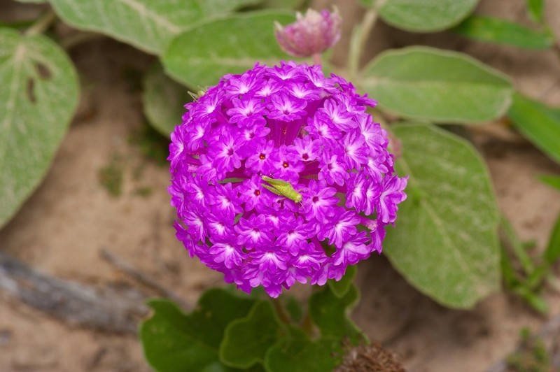 Amelia's Sand Verbena photo 6