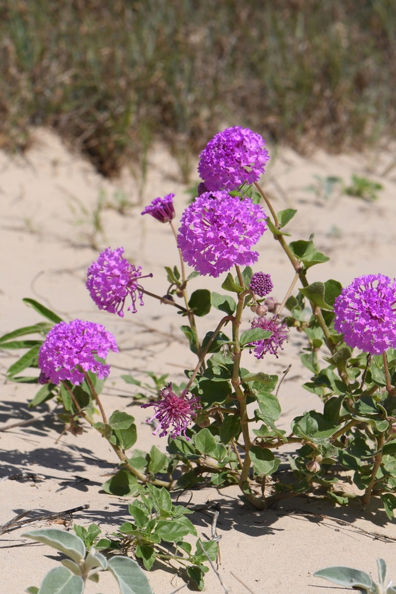 Amelia's Sand Verbena photo 7