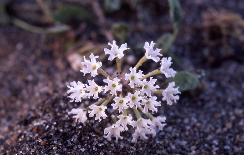 Wyoming Sand Verbena
