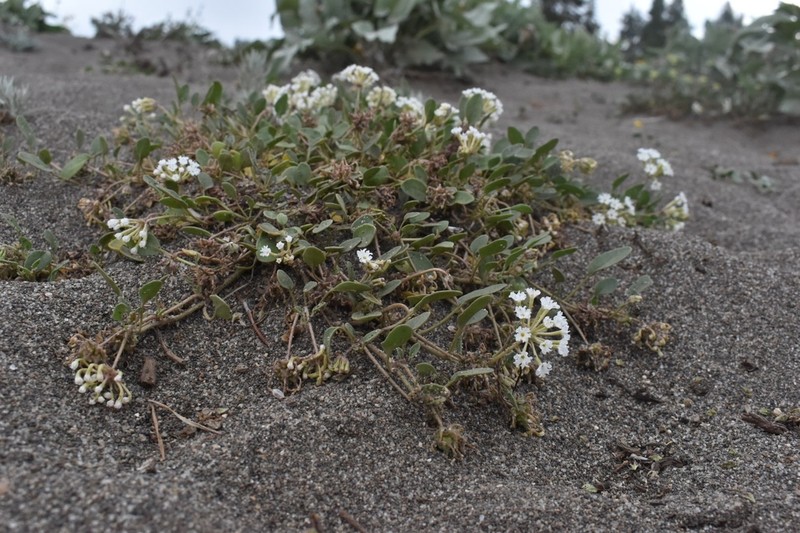 Wyoming Sand Verbena photo 2