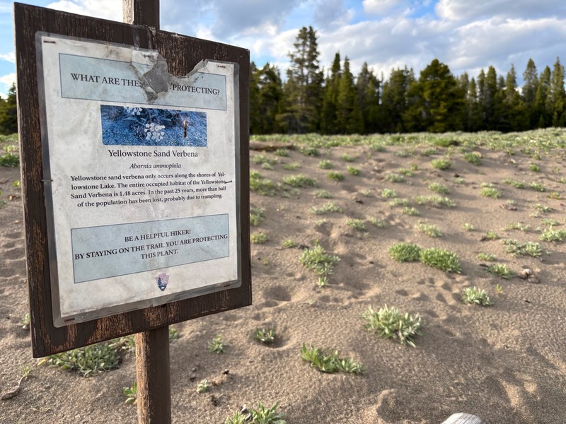 Wyoming Sand Verbena photo 3